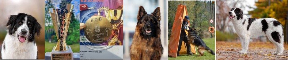 Tornjak – TornLand Kennel FCI
